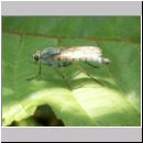 Thereva sp - Stilettfliege 02b 11mm.jpg